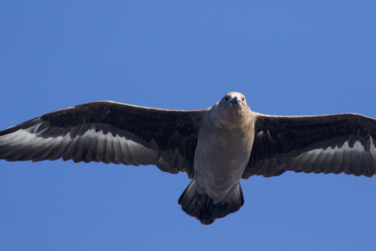 sørjo - ML112904271