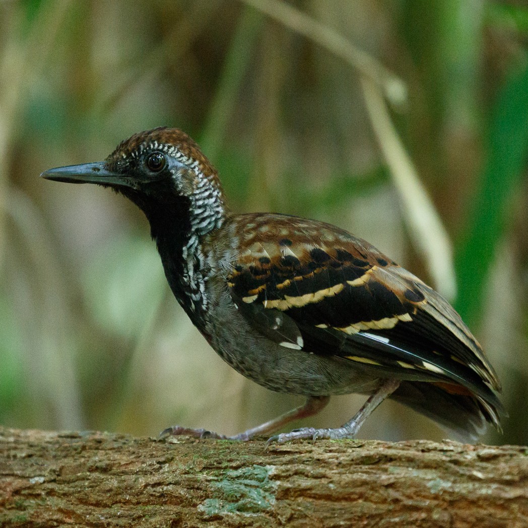 Wing-banded Antbird - Silvia Faustino Linhares