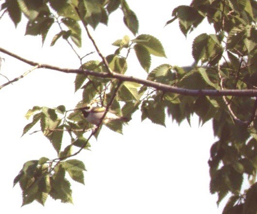 Golden-winged Warbler - ML112908521