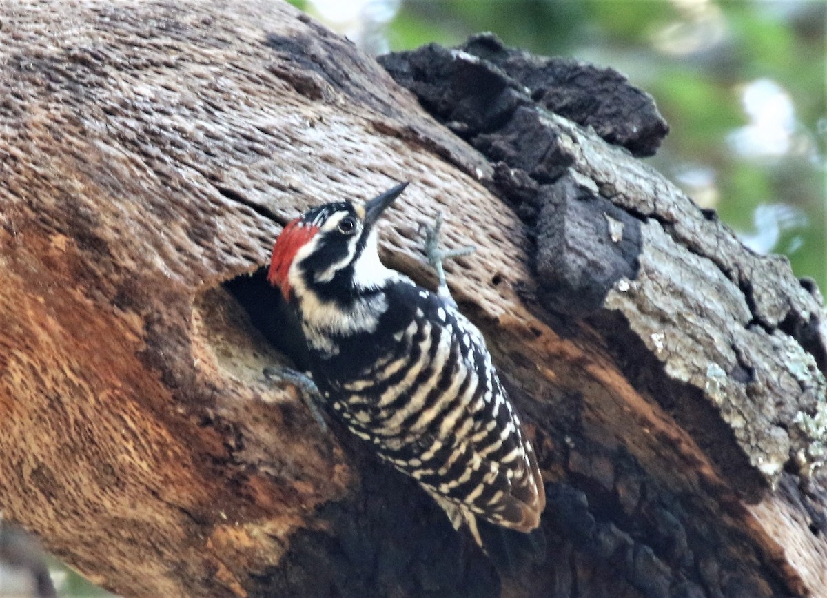 Nuttall's Woodpecker - ML112909161