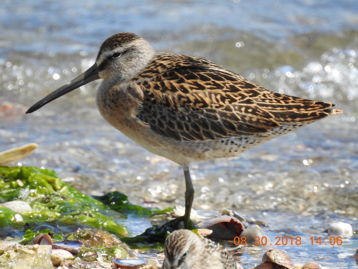 Short-billed Dowitcher - Stephen Spector