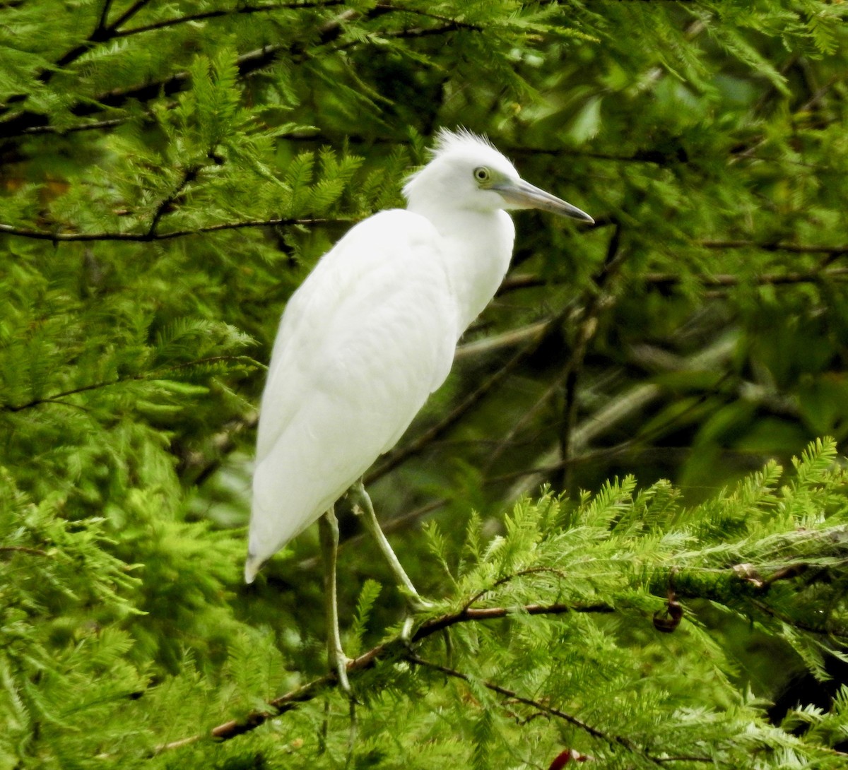 Aigrette bleue - ML112909451