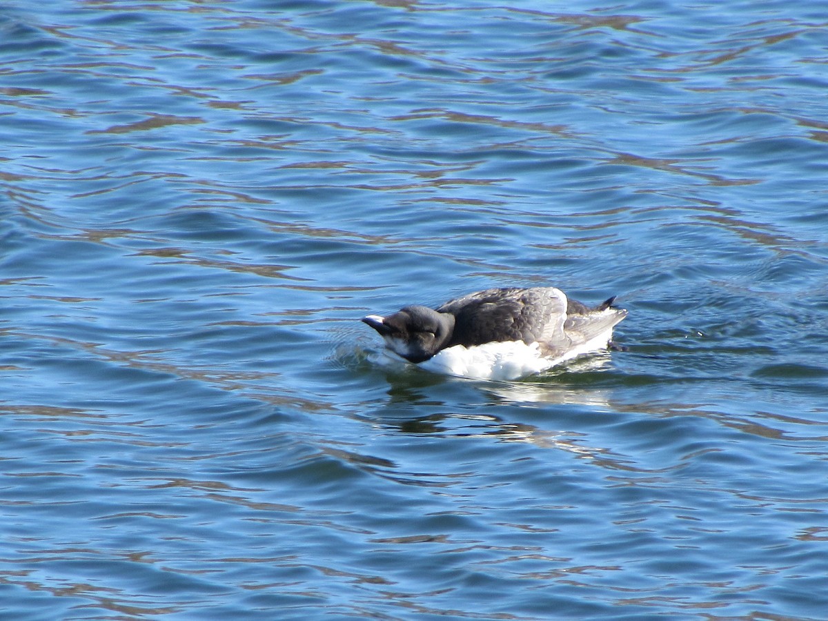 Thick-billed Murre - Kim Clark