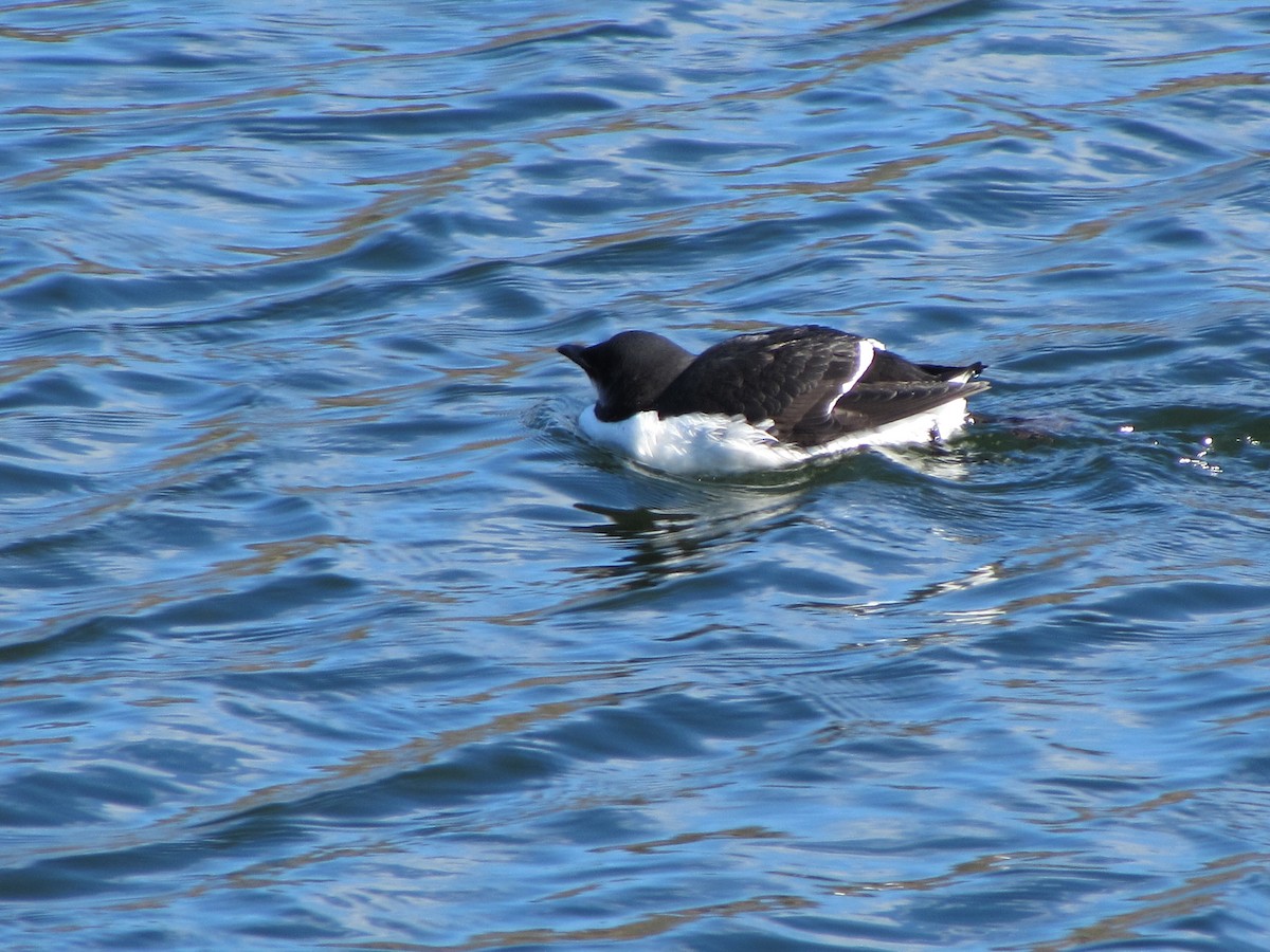 Thick-billed Murre - Kim Clark