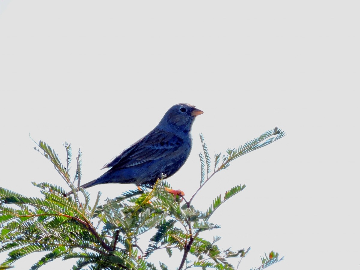 Carbonated Sierra Finch - ML112911061