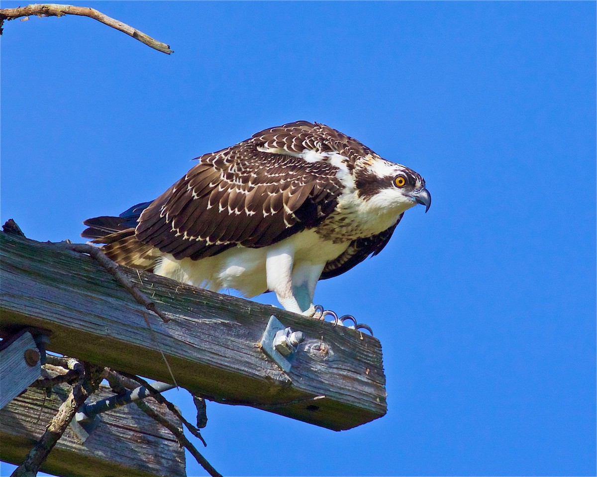 Osprey - Jack & Holly Bartholmai