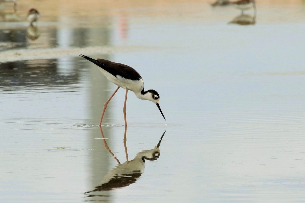 Black-necked Stilt - ML112913331