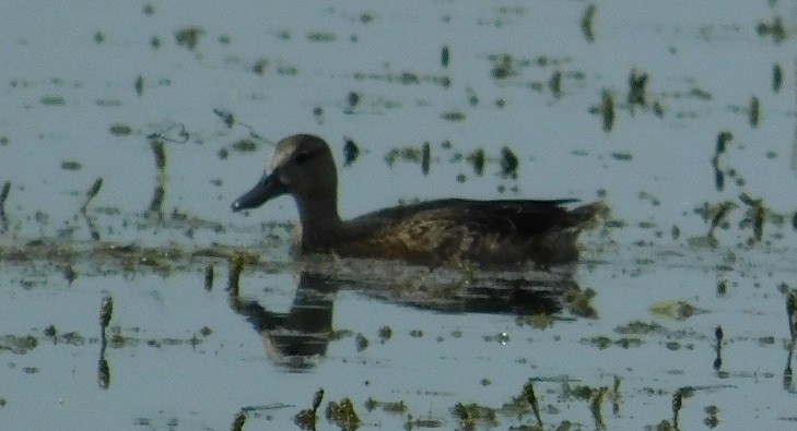 Blue-winged Teal - ML112914001