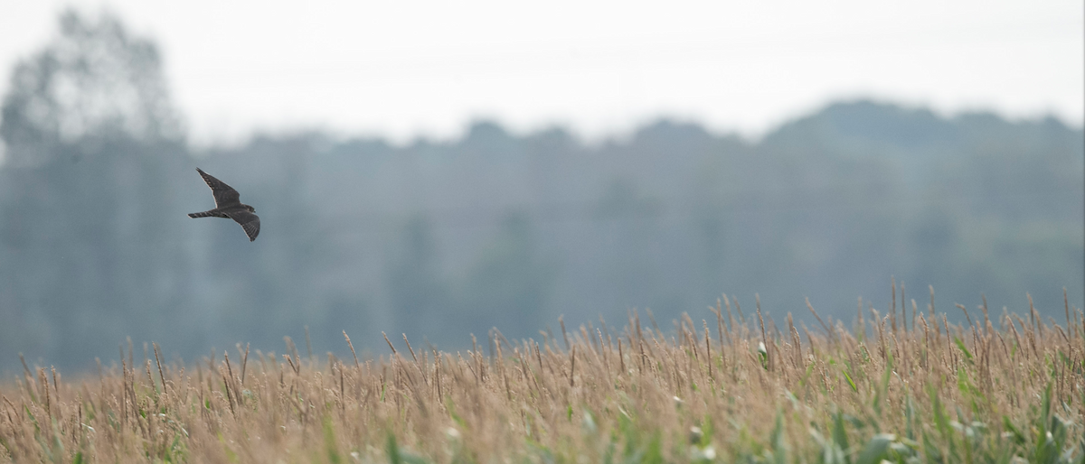 Merlin - Brandon Holden