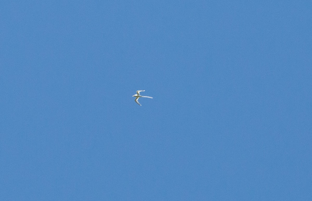 White-tailed Tropicbird (Pacific) - ML112915391