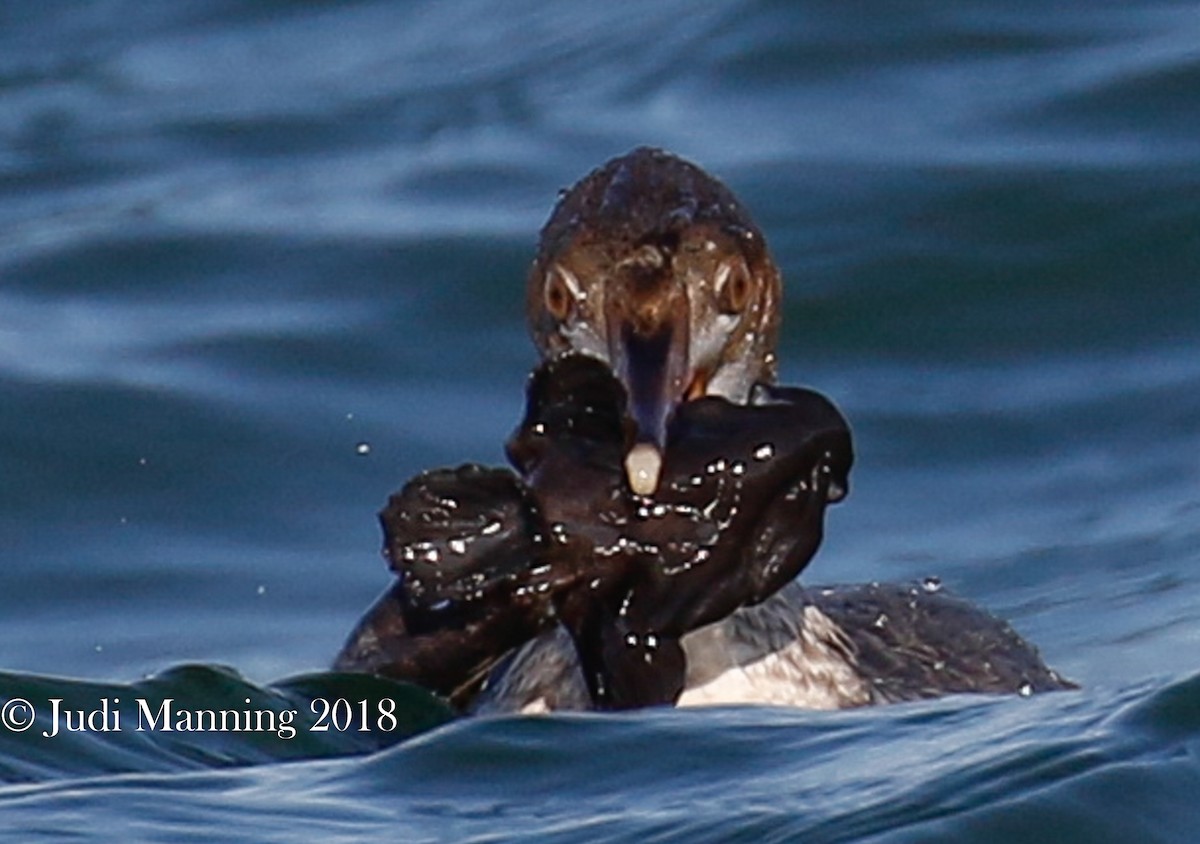 Common Merganser - Carl & Judi Manning