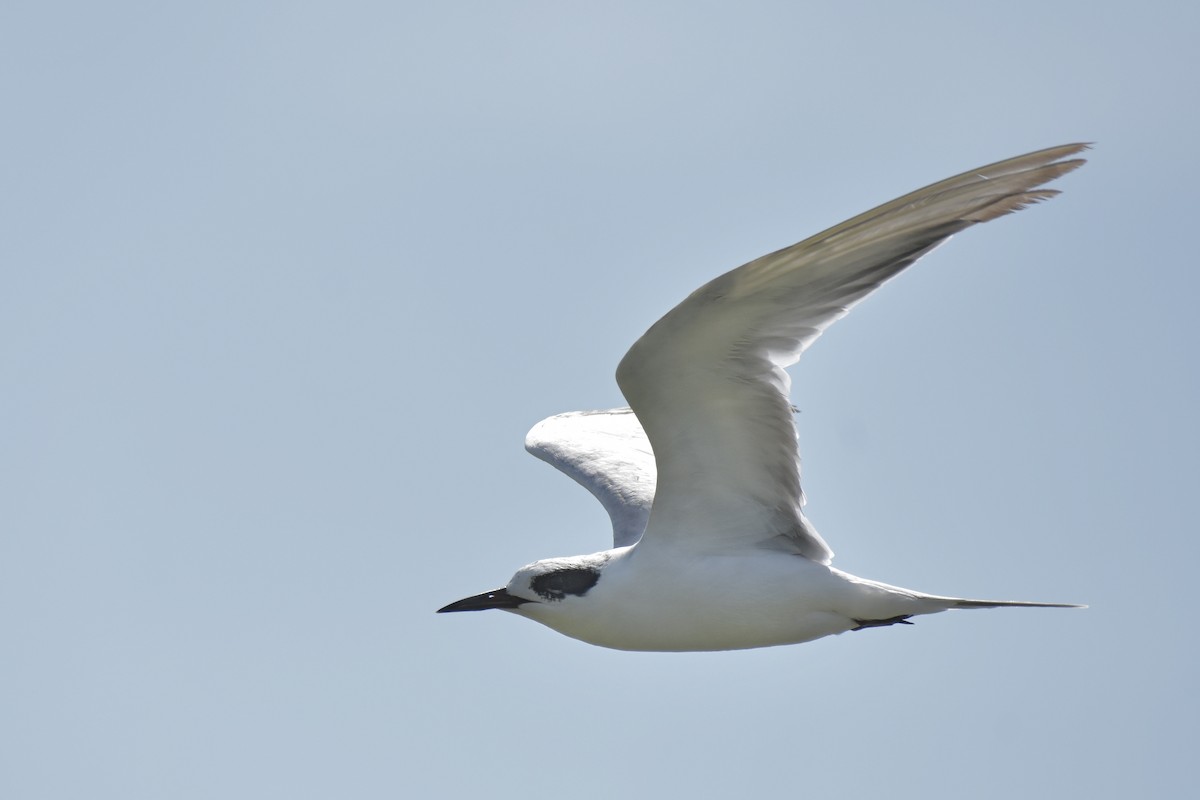 Forster's Tern - ML112920921