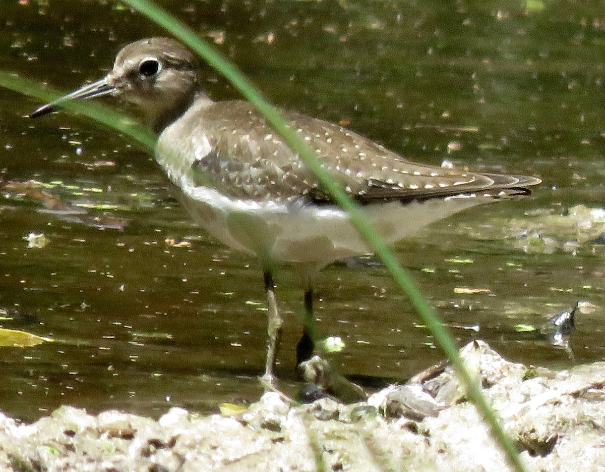 Solitary Sandpiper - ML112920931