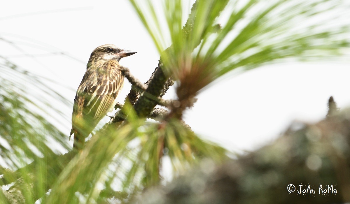 Sulphur-bellied Flycatcher - Antonio Robles