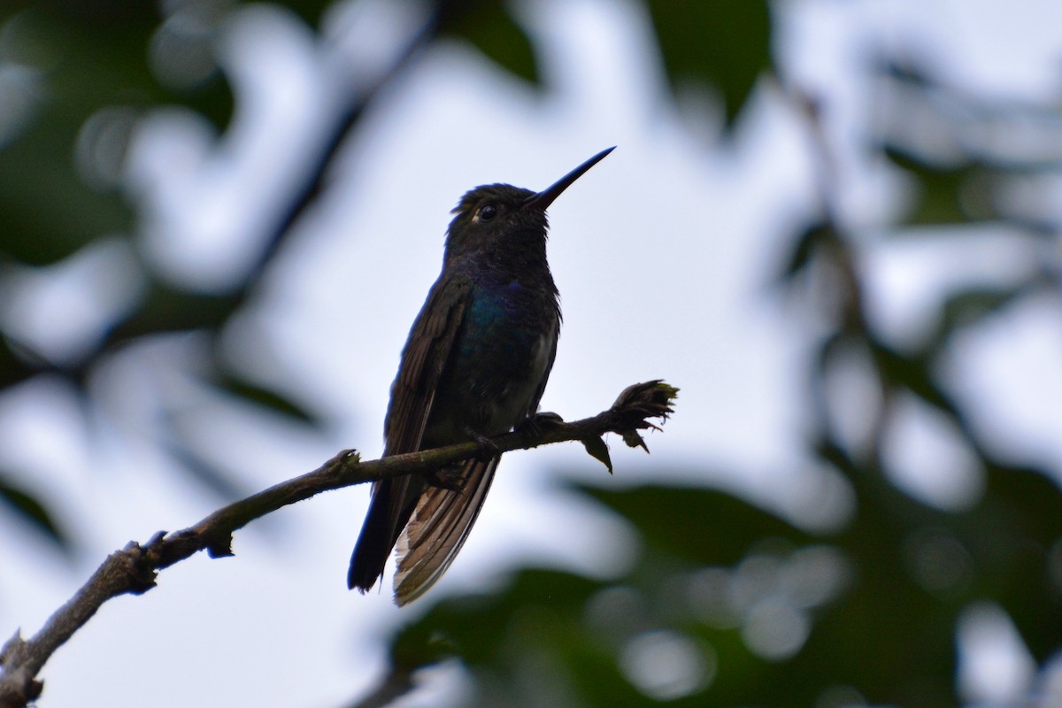 kolibřík safírový - ML112921341