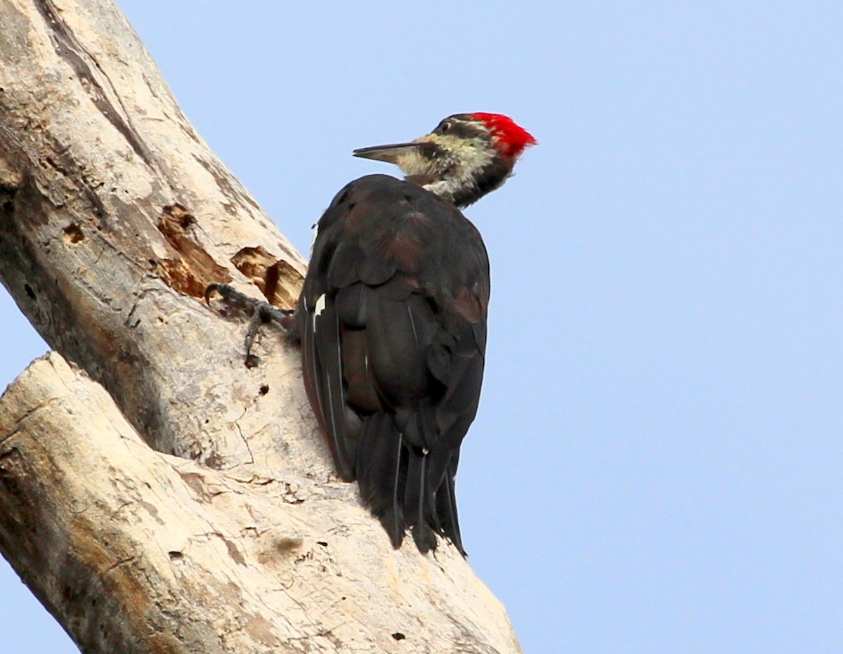 Pileated Woodpecker - sam hough