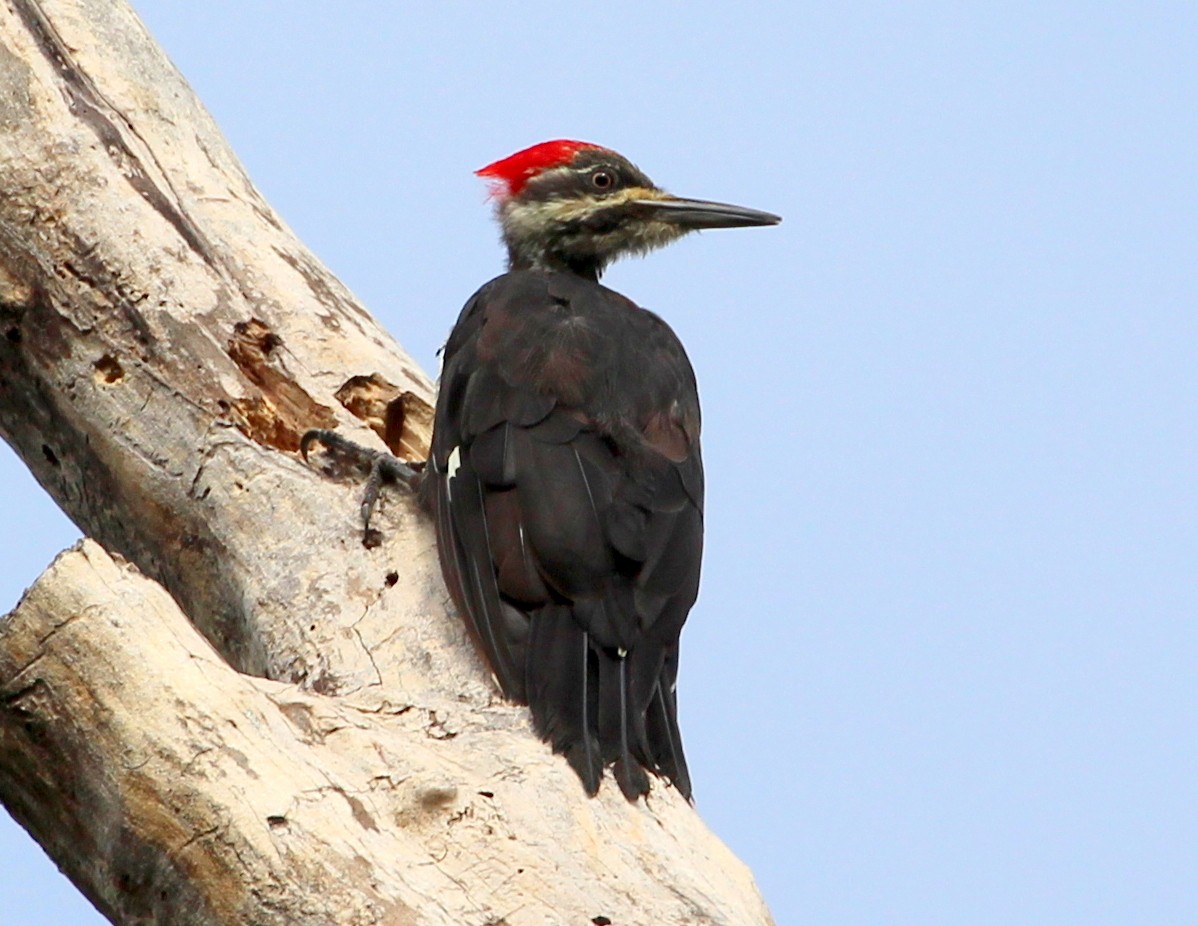 Pileated Woodpecker - sam hough