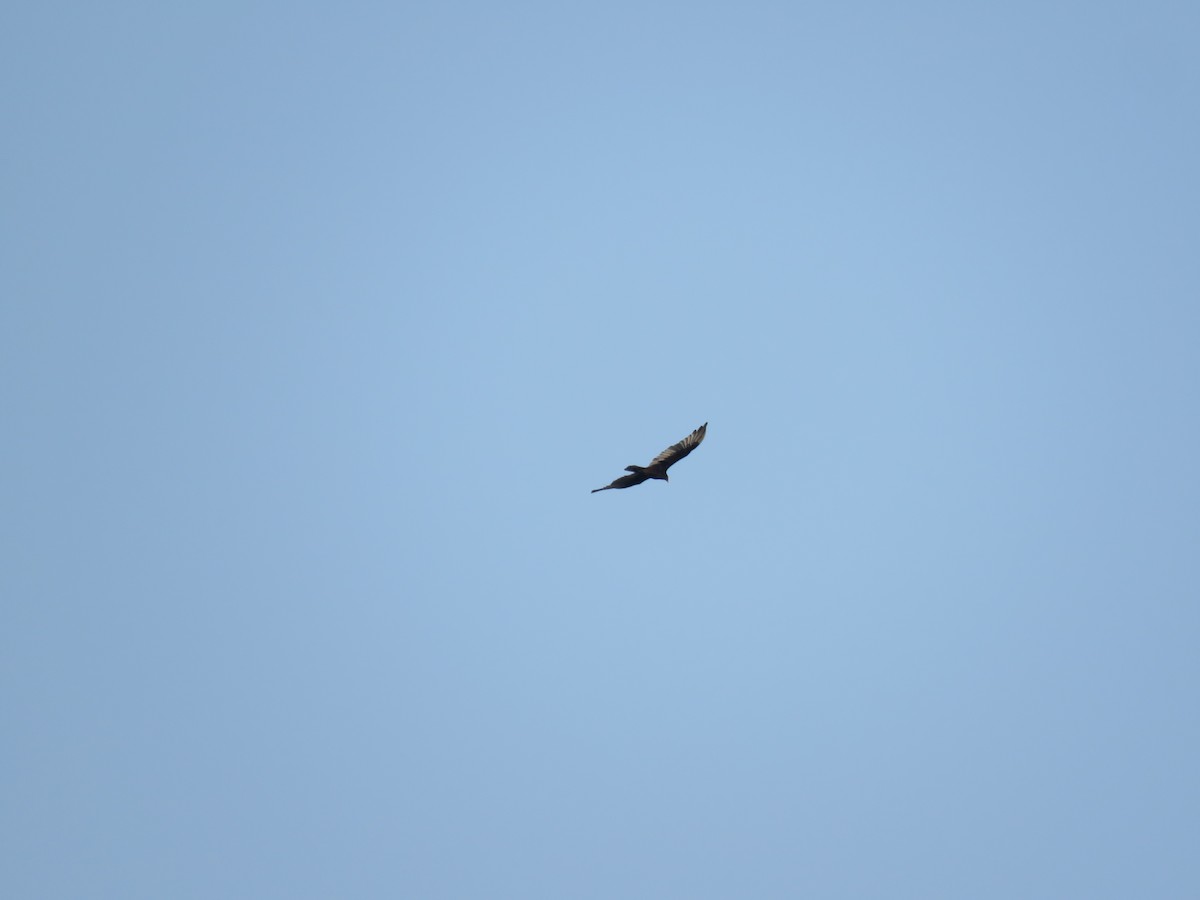 Turkey Vulture - ML112922251