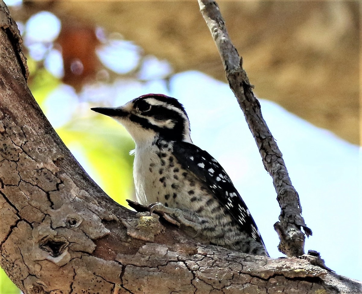 Nuttall's Woodpecker - ML112922631