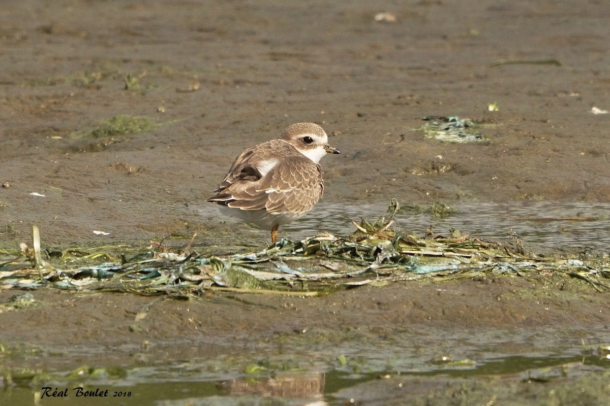 Semipalmated Plover - Réal Boulet 🦆