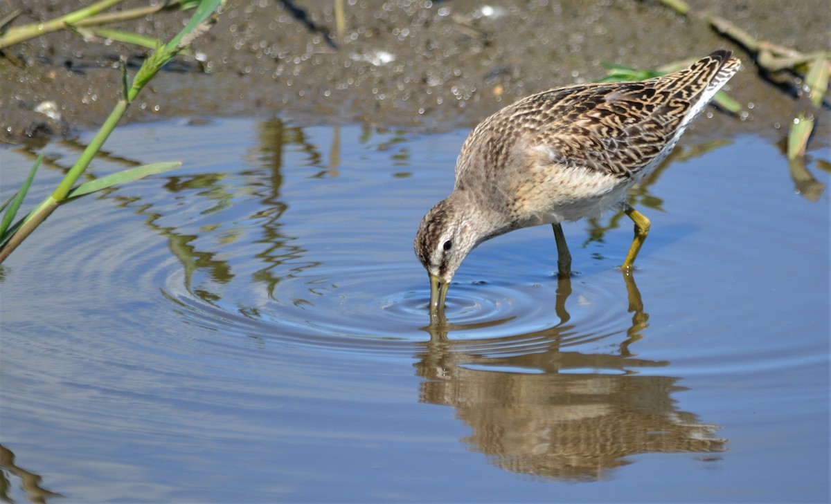 Short-billed Dowitcher - Micky Komara