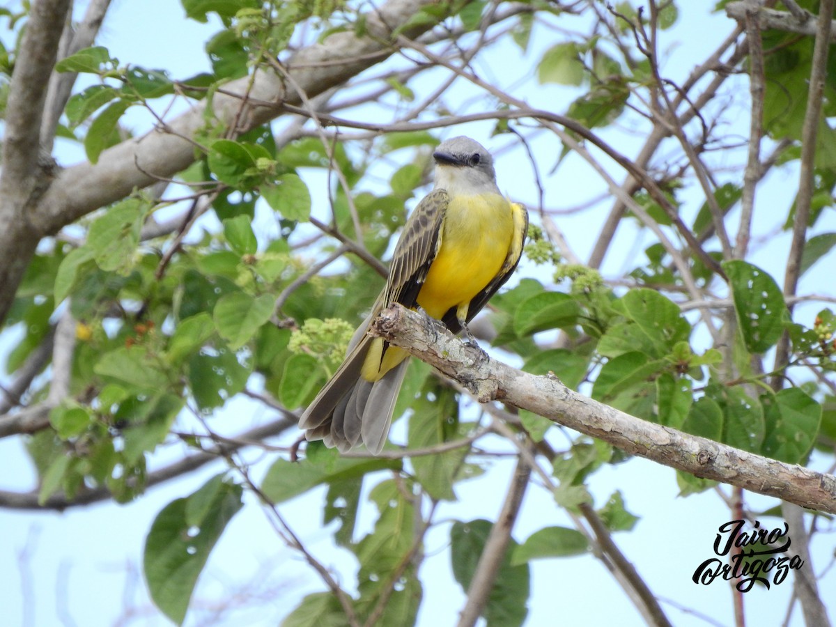 Tropical Kingbird - ML112925111