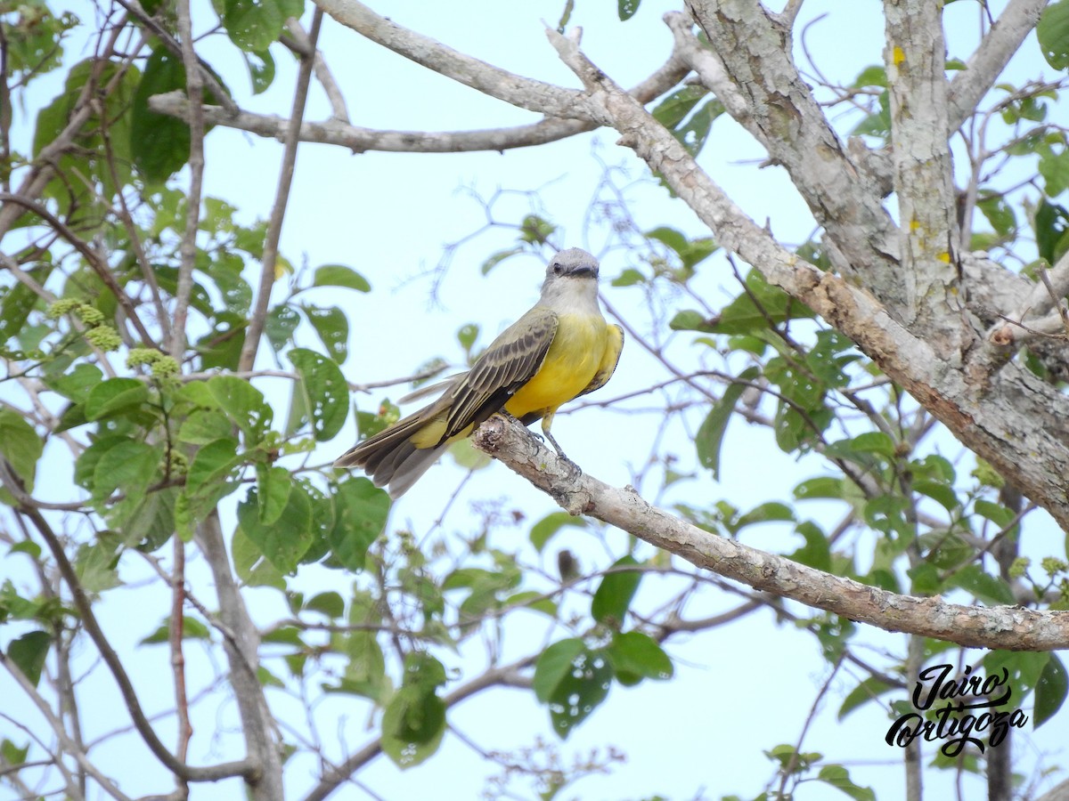 Tropical Kingbird - ML112925121