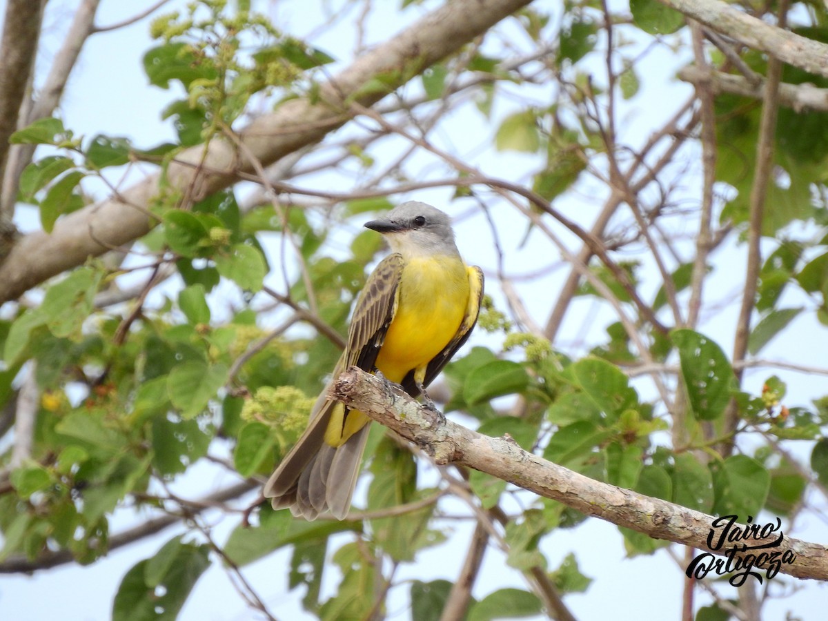 Tropical Kingbird - ML112925151