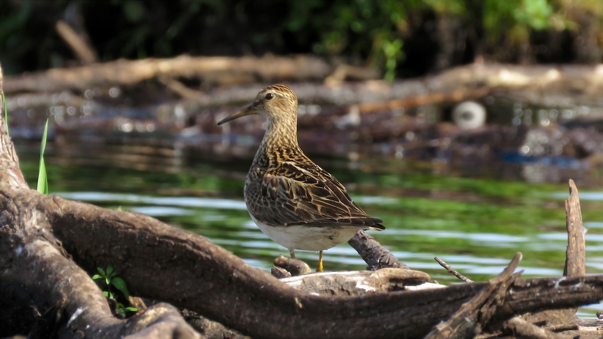 Pectoral Sandpiper - Dan J. MacNeal