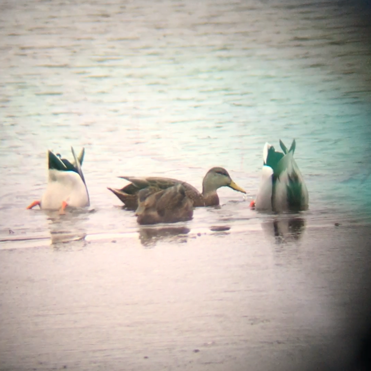 American Black Duck - ML112926101