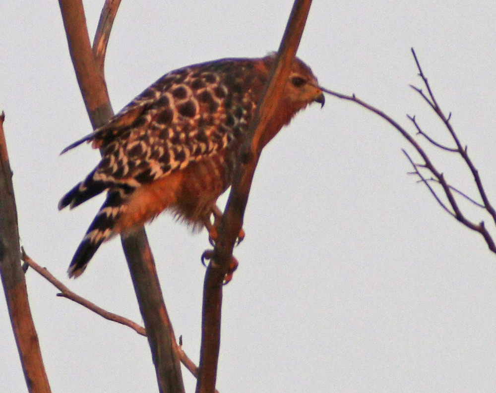 Red-shouldered Hawk - ML112926641