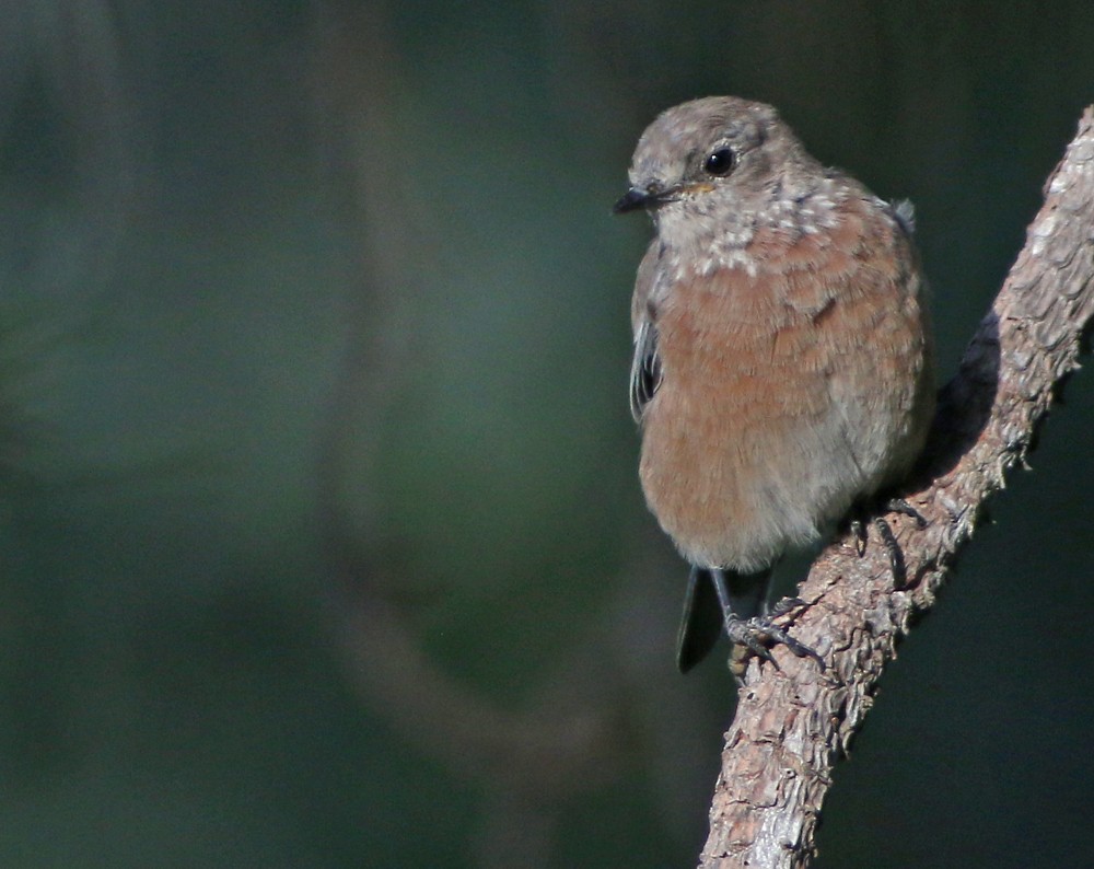 Western Bluebird - ML112926791