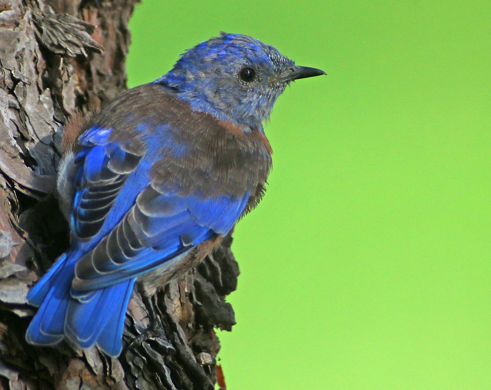 Western Bluebird - ML112926811