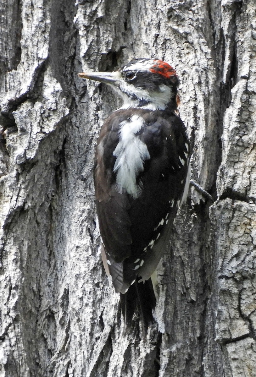 Hairy Woodpecker - ML112927491