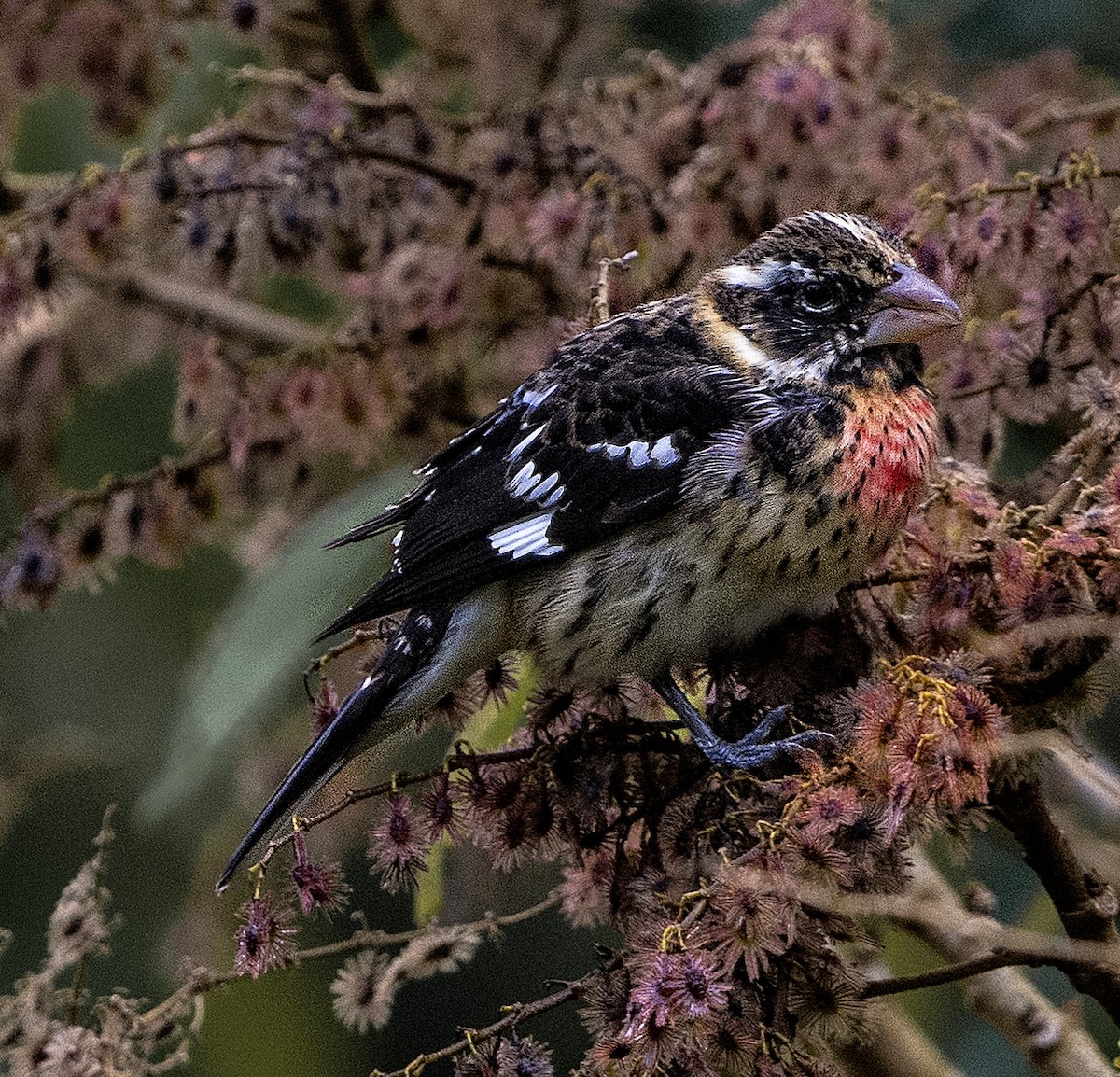 Rose-breasted Grosbeak - Kermit  Nourse
