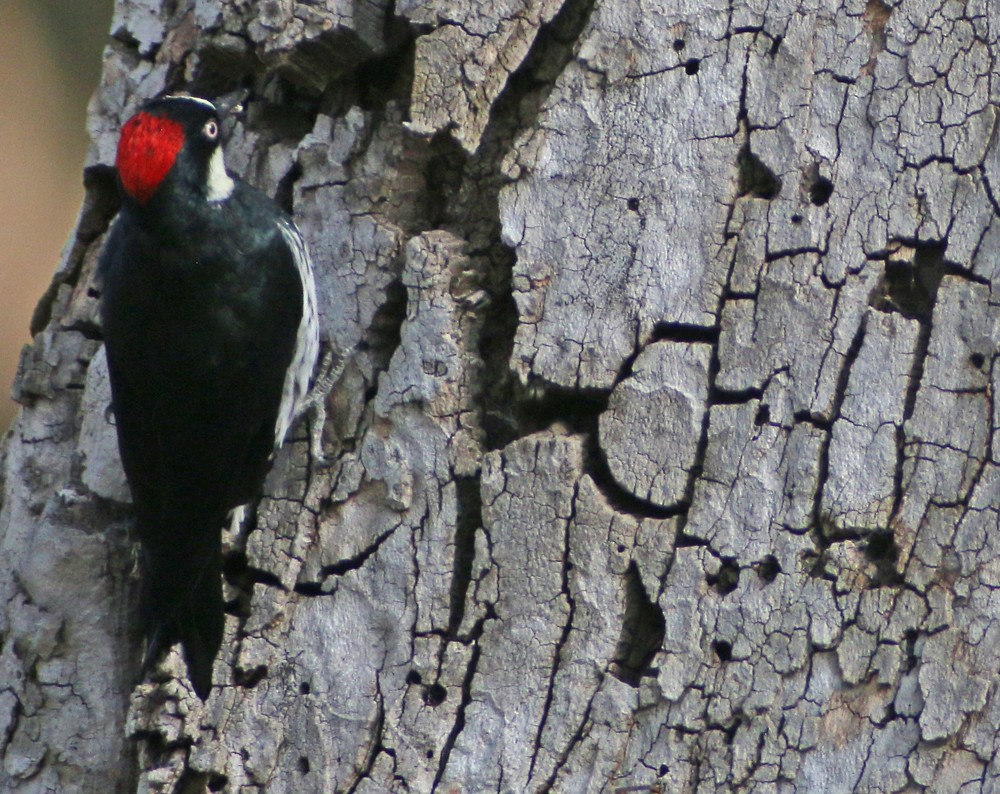 Acorn Woodpecker - ML112927741