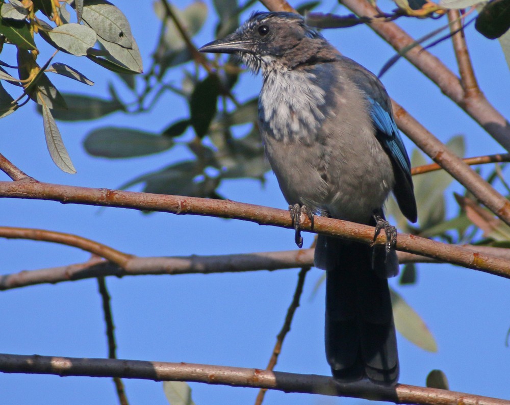 California Scrub-Jay - Corey Finger