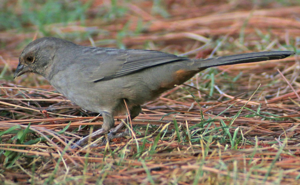 California Towhee - ML112927801