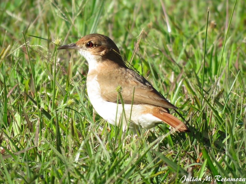 Rufous Hornero - ML112928011