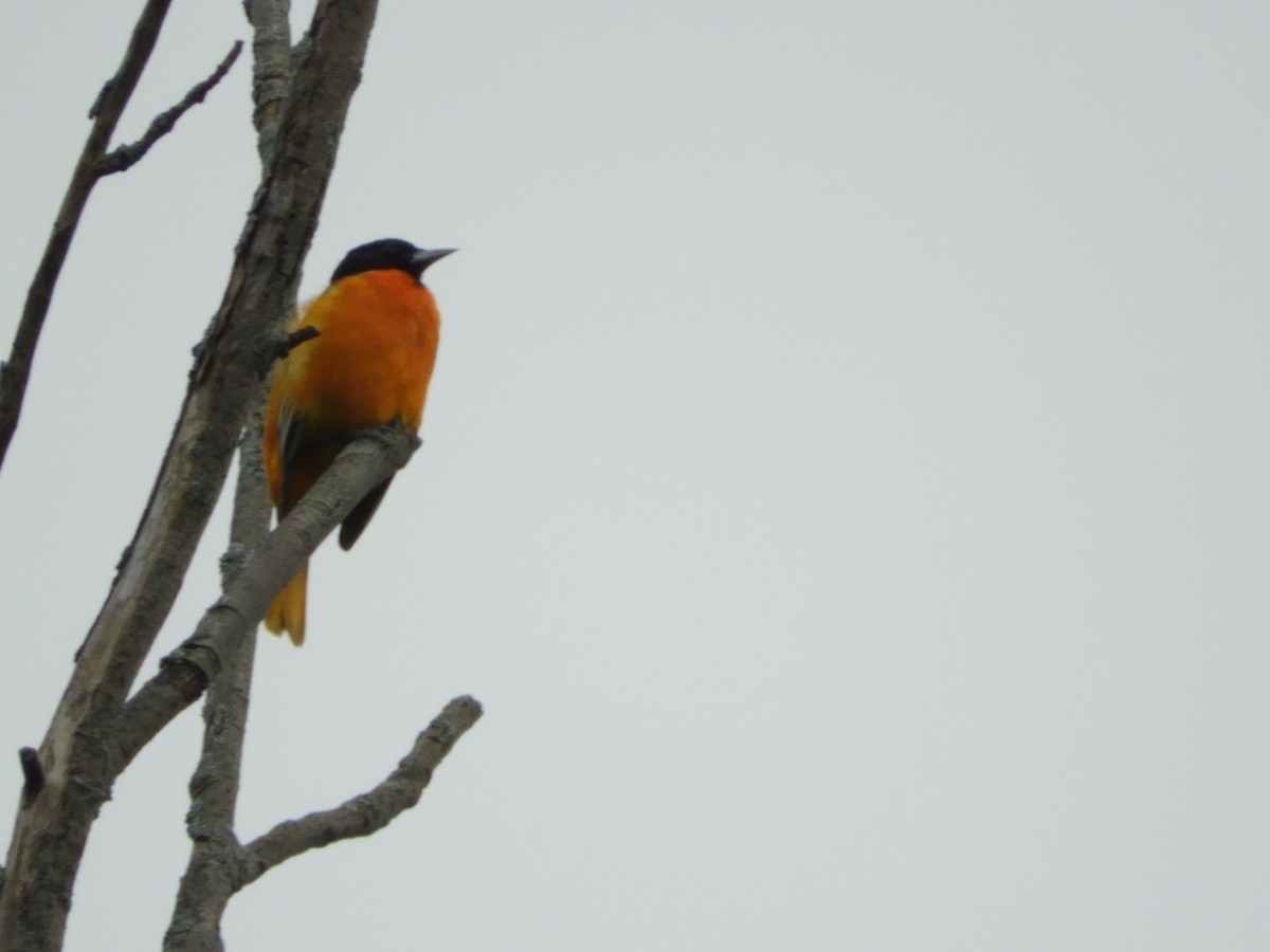 Baltimore Oriole - ML112928911