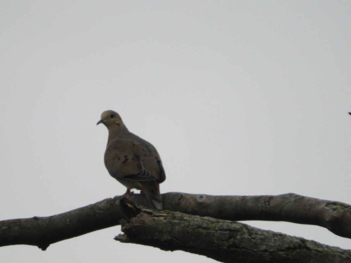 Mourning Dove - ML112929091