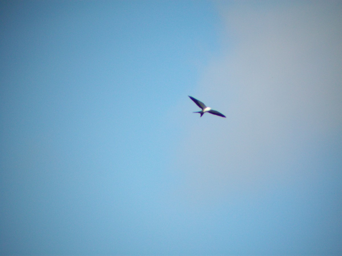 Swallow-tailed Kite - Luke Hahn