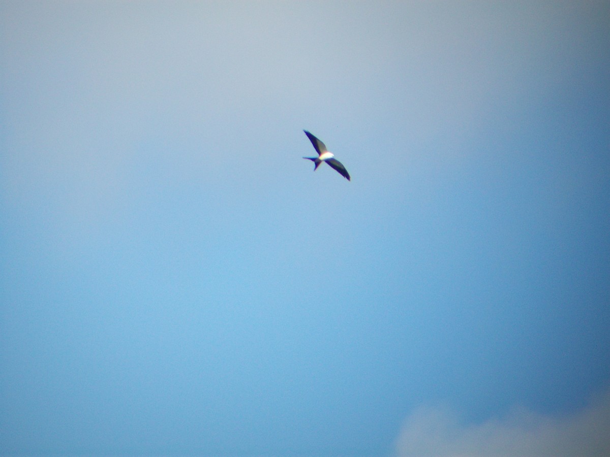 Swallow-tailed Kite - Luke Hahn