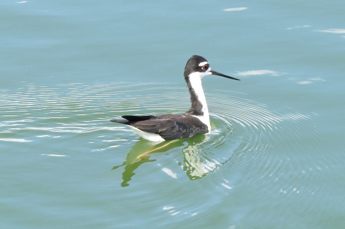 Black-necked Stilt - ML112930631