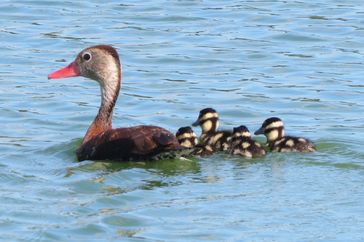 Black-bellied Whistling-Duck - ML112930801