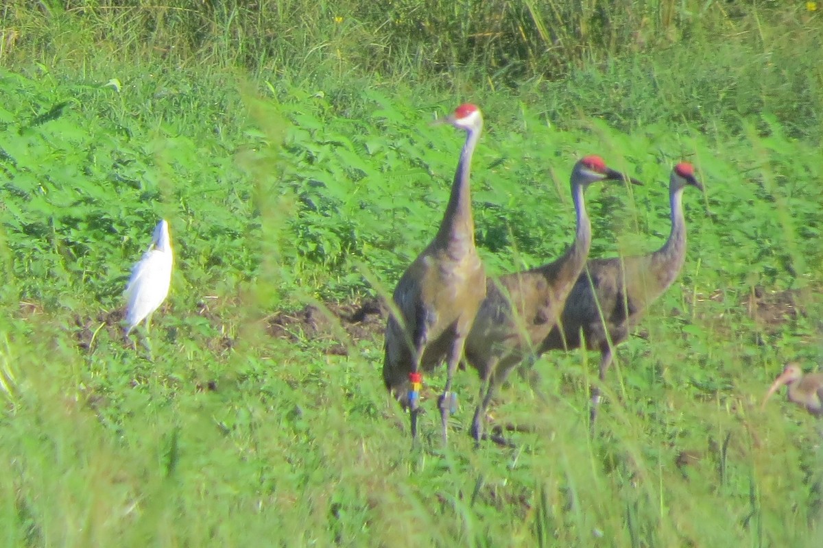 Sandhill Crane (pulla) - ML112931061