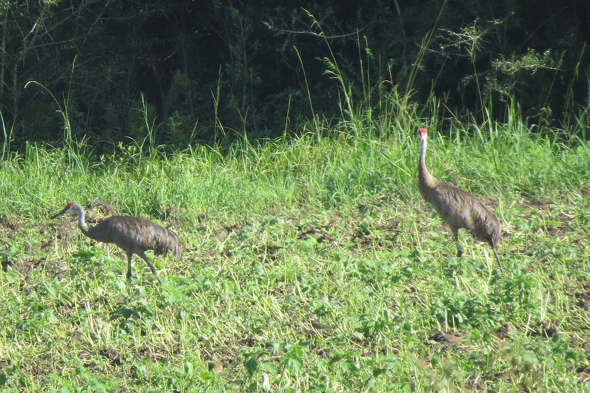 Sandhill Crane (pulla) - ML112931171