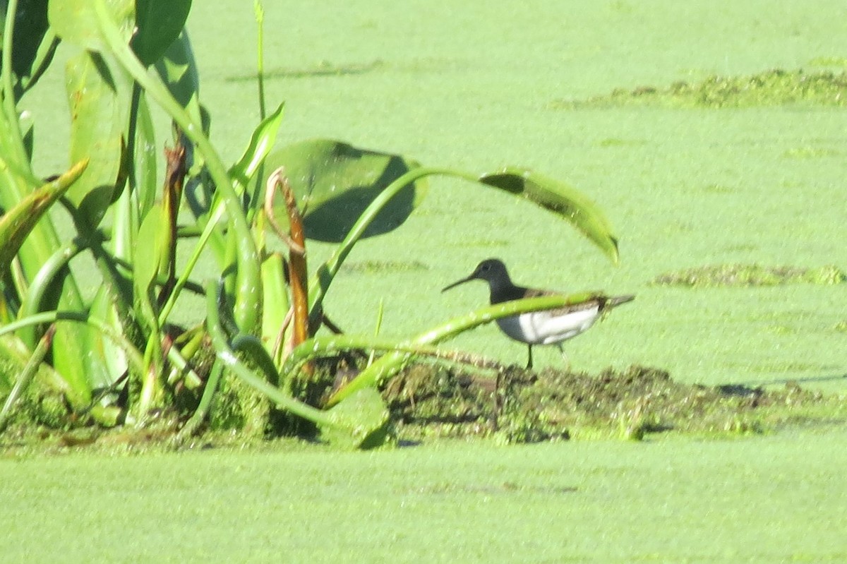 Solitary Sandpiper - ML112931491