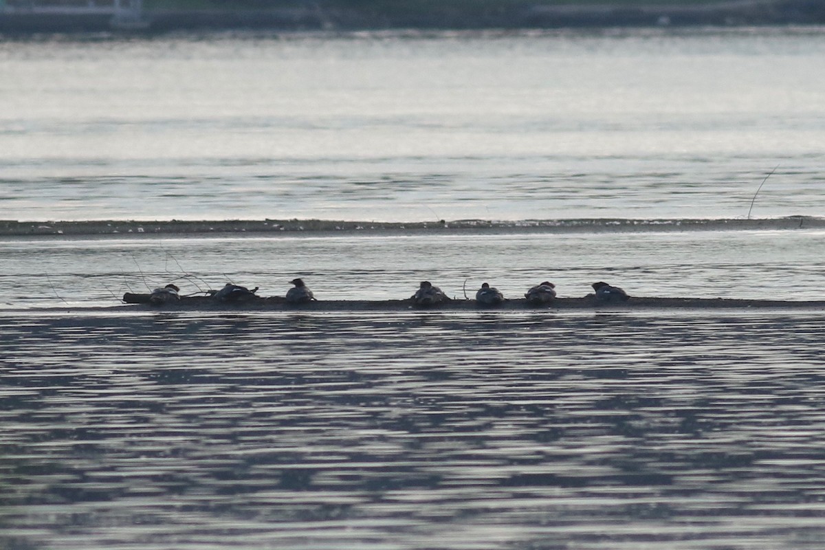 Common Merganser (North American) - ML112931521