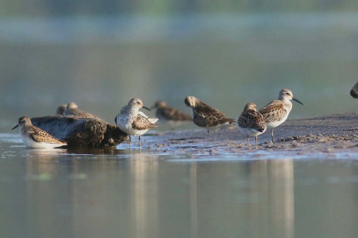 Western Sandpiper - Zach Millen